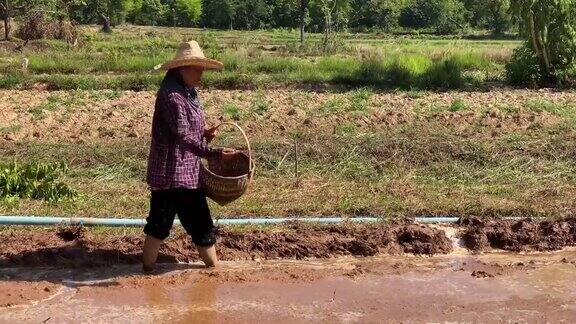 农民播种水稻种子
