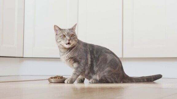 苏格兰直猫来到他的银碗前吃着干粮