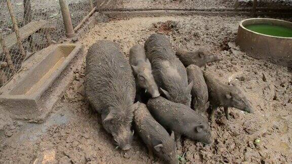 肮脏的猪躺在泥里