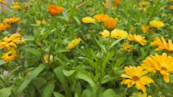 室外花园里桔黄色的小雏菊