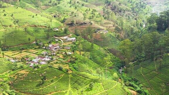 斯里兰卡山区的绿茶种植园