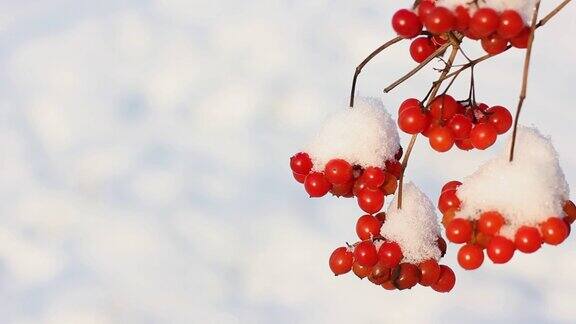 冬天雪下冻荚雪中的荚蒾第一场雪美丽的冬天