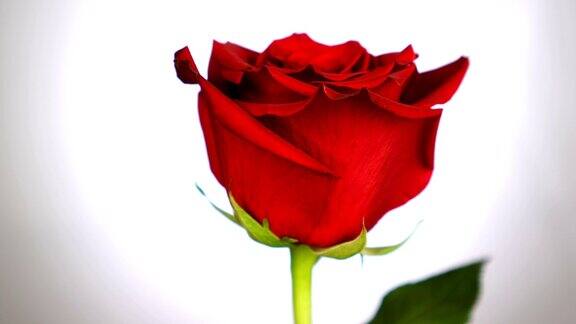 红玫瑰在白色背景上旋转爱的象征情人节卡片的设计