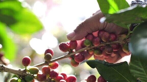 农妇的手正在检查红色的咖啡浆果
