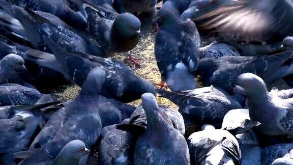 公园里有很多鸽子在啄食谷粒