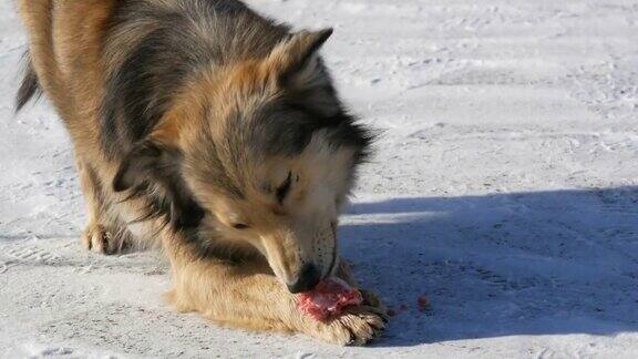 饥饿美丽无家可归的狗在冬天的雪地里吃一根骨头