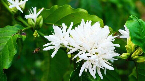 蜜蜂在罗布斯塔咖啡上开花