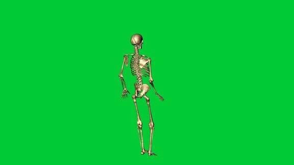 三维动画的骨骼事故损伤右腿-分离在绿色屏幕