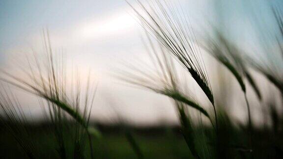 青色的小麦微微被蓝时的微风吹动晚霞的剪影映衬在黄昏的天空中