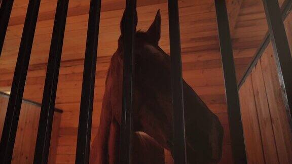 一匹漂亮的纯种马在马厩的铁栏后面看着镜头动物保健马和人