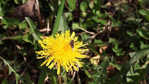 蜜蜂在黄色的蒲公英上采集花粉为蜂蜜