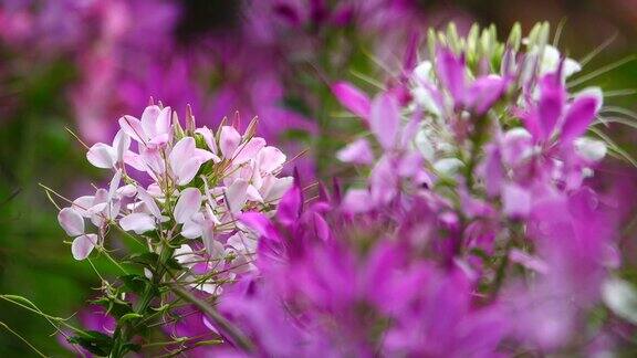 锦葵花呈亮丽的浅粉色花呈多角度
