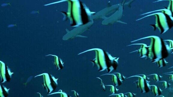 白鳍鲨遇到成群结队的热带鱼帕劳