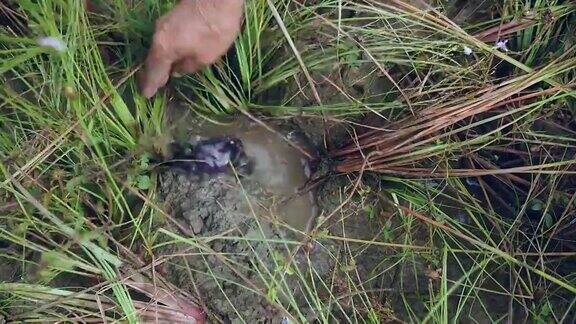 猎手捕捉泥蟹进入稻田土壤的特写