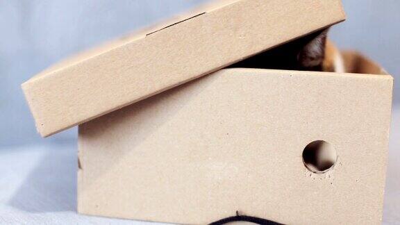 盒子里的一只顽皮的小猫
