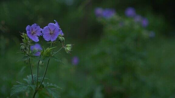 天蓝色的亚麻花在微风中在草上摇曳