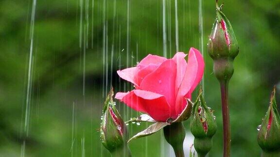 雨玫瑰