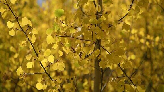 秋天的白杨树林-一个晴朗的秋天下午微风在浓密的树林中吹动金色的白杨树枝的4K视频美国科罗拉多州