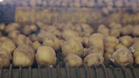 马铃薯分选、加工、包装工厂