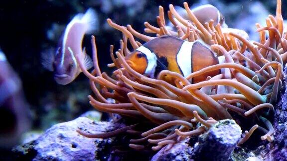小丑鱼躲在珊瑚里