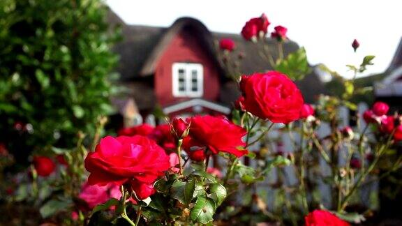 玫瑰背景是一栋漂亮的房子