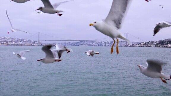 乘船在博斯普鲁斯或马尔马拉海中运动喂海鸥喂海鸥背景伊斯坦布尔视频伊斯坦布尔博斯普鲁斯大桥和海鸥