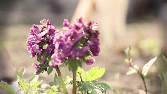 紫堇在微风中盛开蜜蜂采蜜飞阳光明媚的一天多莉健美的