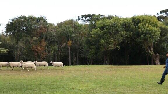 农场工人在草地上看羊