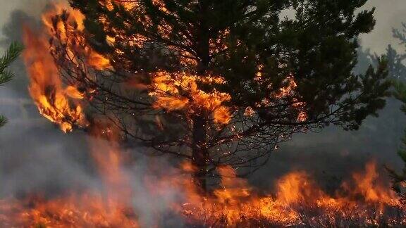 在森林大火中燃烧的松树