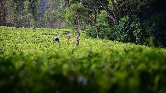 印度尼西亚的人们正在收获绿茶
