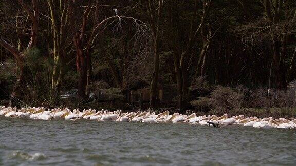 肯尼亚奈瓦沙淡水湖表面的一大群白鹳