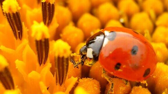 瓢虫坐在黄色向日葵上