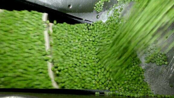 绿色豌豆食品工业