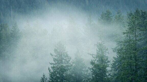 荒野森林中的雨与雾