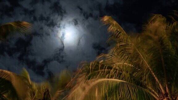 夜晚月亮前的阴天热带度假胜地的棕榈树