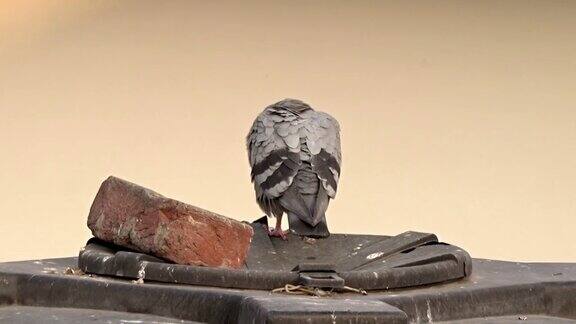 鸽子坐在屋顶上的肖像