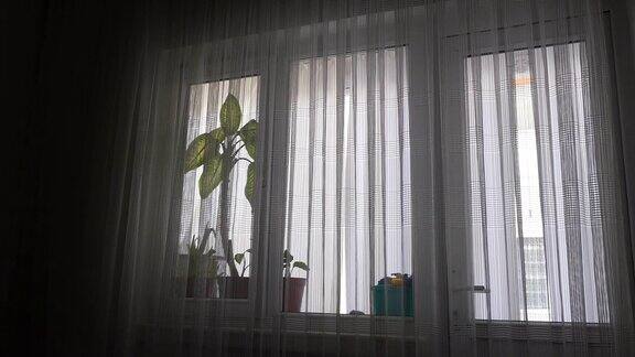 挂窗帘的窗前有活盆花窗前有花