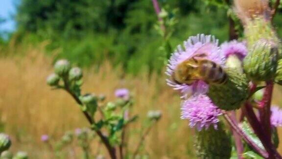 蜜蜂大黄蜂和黄蜂在紫粉色的花朵中飞翔