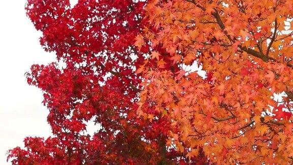10月的秋天美丽的橙红枫叶随风飘动