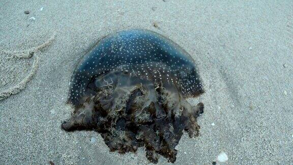 海滩上的水母