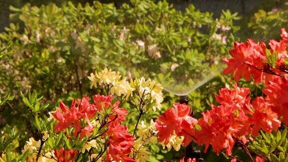 巧妙的花园配有全自动灌溉系统浇灌杜鹃花