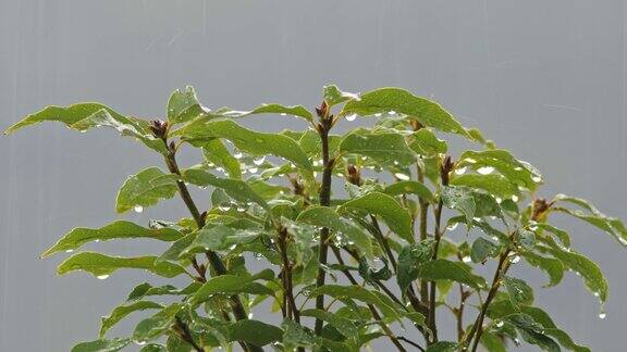 夏雨落在植物上