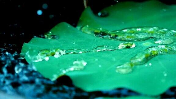 贴近大自然鲜绿的荷叶上的雨滴慢动作的雨点落在疏水的叶子上