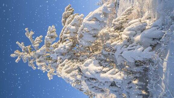冬天的森林里有软绵绵的雪美丽的冬季风景云杉树枝在雪地里垂直视频