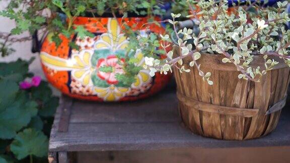 美国加州花盆中的多肉植物园艺五颜六色的陶罐里装着温室植物墨西哥风格园林设计干旱沙漠装饰花卉天然植物观赏绿化
