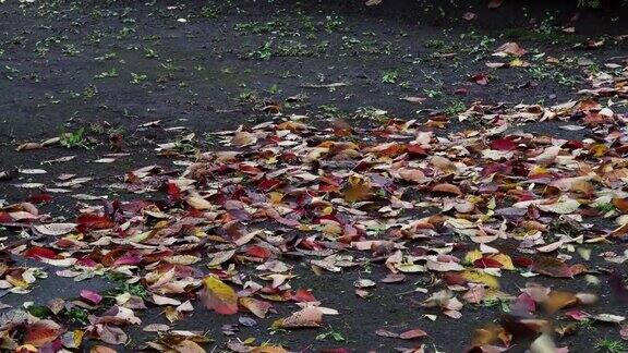 树叶在风中飞舞