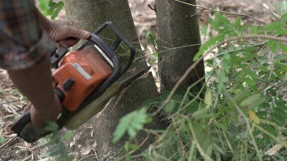 用链锯锯木头人在用机器锯砍树