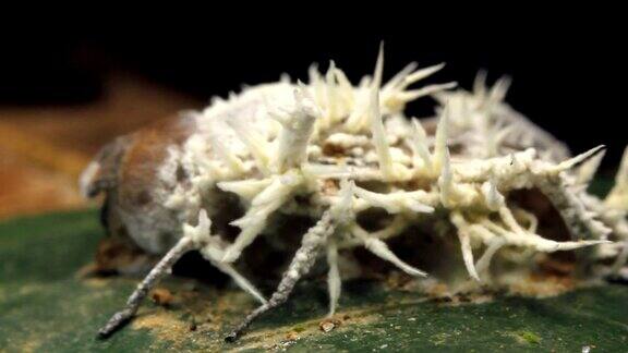 感染苍蝇的虫草真菌