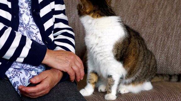 老妇人抚摸一只猫4k慢镜头每秒60帧