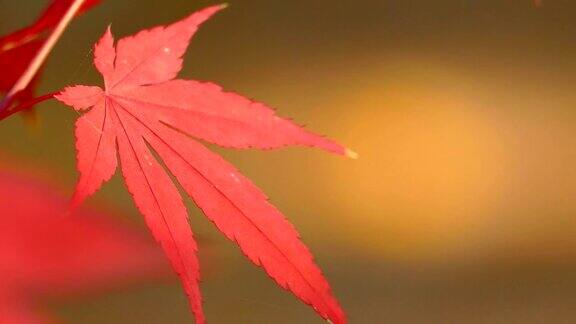 秋天的背景红叶